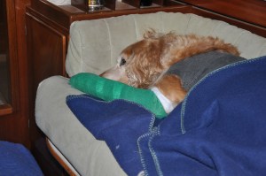 Chip strax efter hemkomst