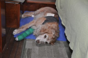 Idag var det skönt att ligga på golvet.