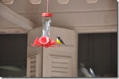 Sunday dinner_2014-05-20_223-DSC_0123